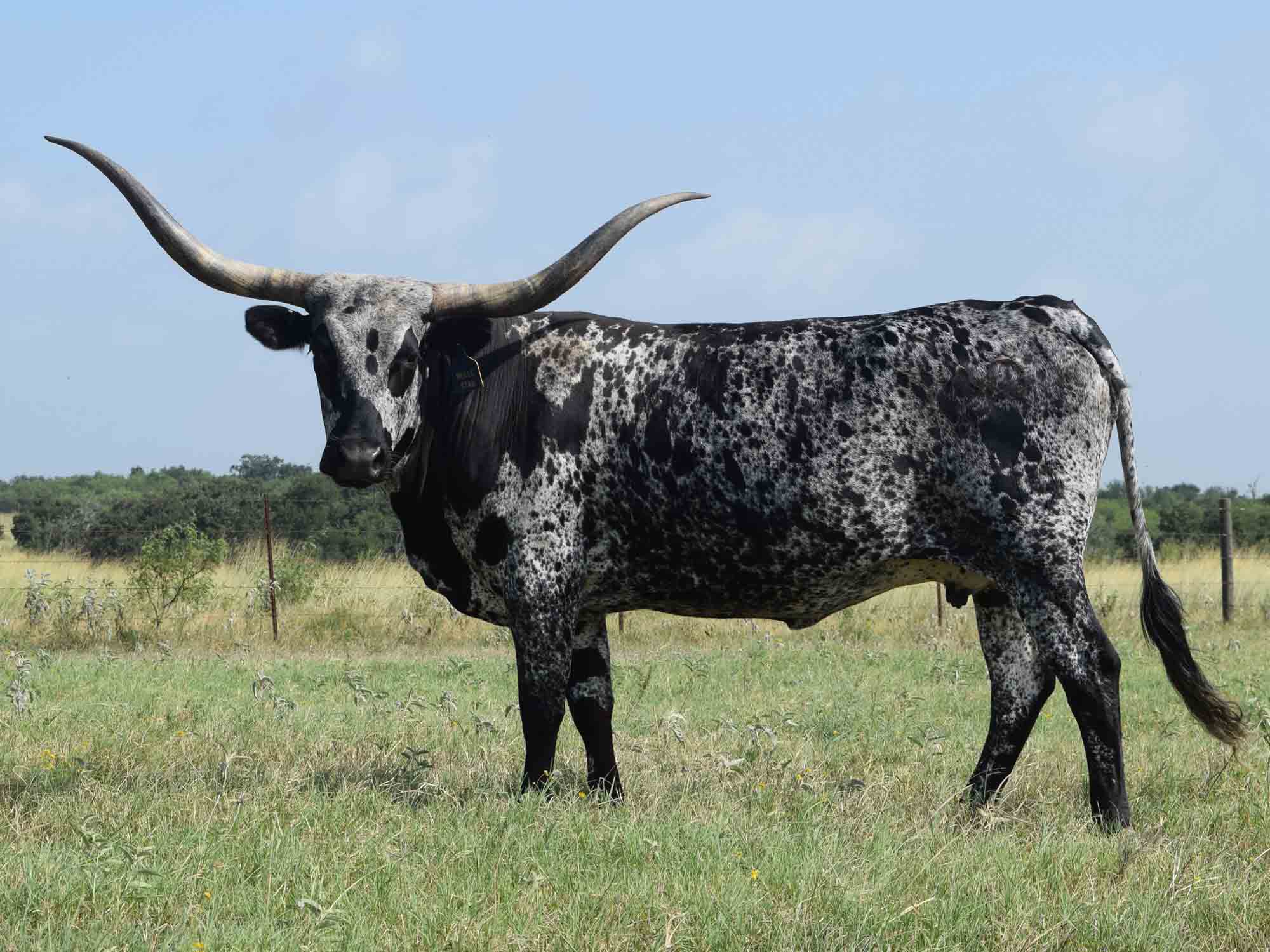 Техасская корова лонгхорн
